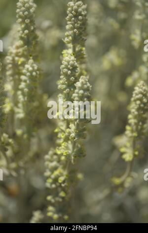Flora von Gran Canaria - Sideritis dasygnaphala, weißer Bergtee von Gran Canaria, endemischer, natürlicher makrofloraler Hintergrund Stockfoto