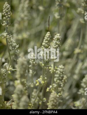 Flora von Gran Canaria - Sideritis dasygnaphala, weißer Bergtee von Gran Canaria, endemischer, natürlicher makrofloraler Hintergrund Stockfoto