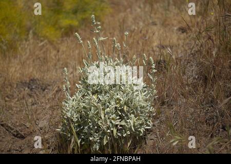 Flora von Gran Canaria - Sideritis dasygnaphala, weißer Bergtee von Gran Canaria, endemischer, natürlicher makrofloraler Hintergrund Stockfoto