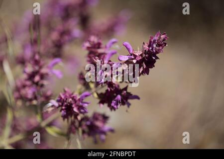 Flora von Gran Canaria - blühender Salvia canariensis, Kanarische Salbei mit natürlichem Makro-floralem Hintergrund Stockfoto