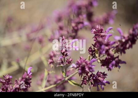 Flora von Gran Canaria - blühender Salvia canariensis, Kanarische Salbei mit natürlichem Makro-floralem Hintergrund Stockfoto