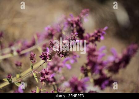 Flora von Gran Canaria - blühender Salvia canariensis, Kanarische Salbei mit natürlichem Makro-floralem Hintergrund Stockfoto