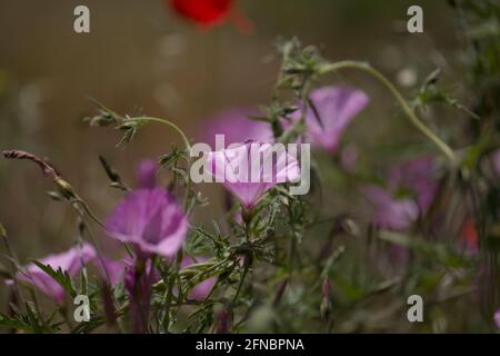Flora von Gran Canaria - Ipomoea pes-caprae, Strand Morgen Glory natürlichen Makro-floralen Hintergrund Stockfoto