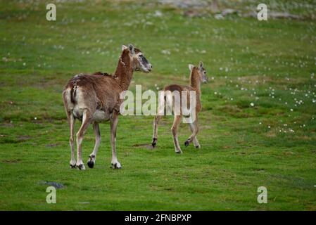 Weibliche Mufflons und Kalb neben der Camporells-Hütte (Pyrenees-Orientales, Frankreich) ESP: Muflón hembra y cría al lado del refugio de Camporells Stockfoto