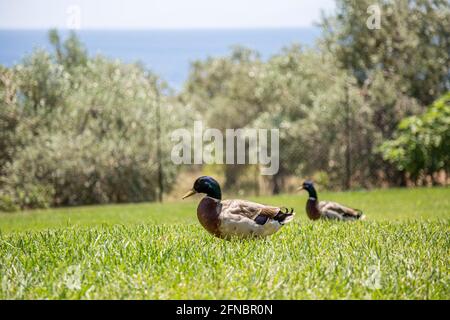Zwei männliche Stockenten sitzen auf der grünen Wiese und Entspannen. Stockfoto