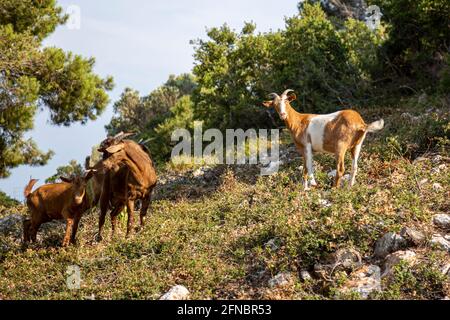 Kleine Herde von Ziegen auf einem Hügel, in die Kamera bei Sonnenuntergang auf einer griechischen Insel. Stockfoto