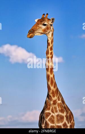 Giraffen, Etosha National Park, Namibia, (Giraffa Camelopardalis) Stockfoto