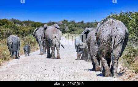 Elefantenherde auf der Straße, Etosha National Park, Namibia, (L Stockfoto