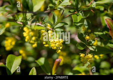 Blüten von Berberis vulgaris, auch bekannt als gewöhnliche Berberbeere, europäische Berberbeere oder einfach nur Berberbeere Stockfoto