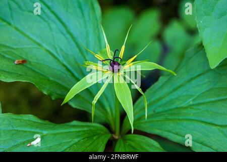 Die Nahaufnahme der Blume der Pariser Quadrifolia, des Kraut-paris oder des wahren Liebhaberknotens Stockfoto