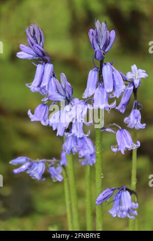 Spanisch Bluebell Hyacinthoides hispanica Stockfoto