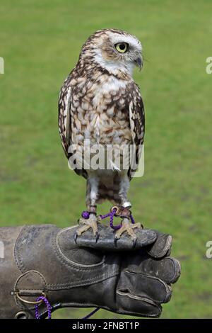 Känkenkatzeneule mit aufgrabende Eule (Athene cunicularia) Veranstaltung der Liverpool University Wellbeing Week Stockfoto