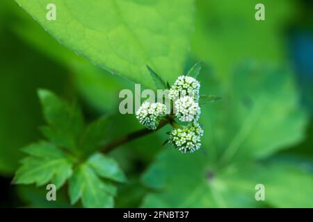 Die Blüte der Sanicula europaea, der Sanicle oder der Holzsanikel Stockfoto