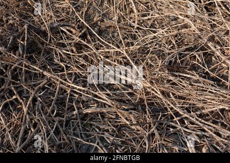 Totes Gras, Unkraut auf dem Boden, lebloser Ort Stockfoto