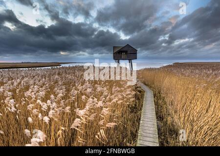 Holzweg durch Salzgezeitensumpfs führt zu Sternwarte verstecken im Natura 2000-Gebiet Dollard, Provinz Groningen, Niederlande. Landschaftsaufnahme Stockfoto