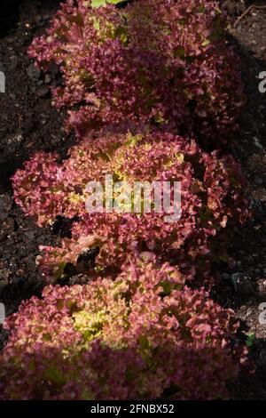 Salat Lollo Rosso auf Betten in einer Reihe wachsende Kräuter Im Gewächshaus Stockfoto