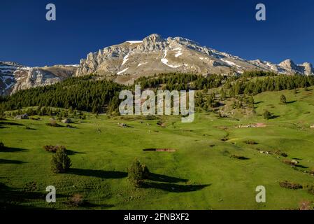 Frühlingsmorgen in Prat d'Aguiló, in der Serra de Cadí (Naturpark Cadí-Moixeró, Cerdanya, Katalonien, Spanien, Pyrenäen) Stockfoto