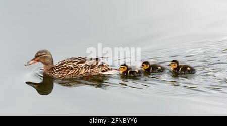 Drei junge mallardische (Anas platyrhynchos) Entlein schwimmen in einer Linie hinter ihrer Mutter. Diese Entchen sind erst ein paar Tage alt Stockfoto