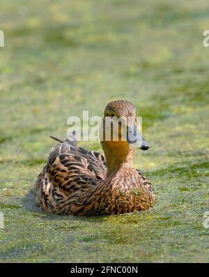 Eine schöne weibliche Mallard (Anas platyrhynchos) Schwimmen unter dem Kraut auf der Oberfläche eines Sees Stockfoto