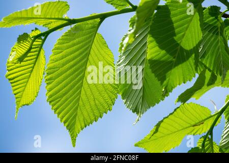 Wych Elm verlässt Ulmus glabra und verlässt geäderte Schottenelme Stockfoto