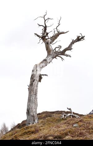 Einzelne tote Schotten kiefern die schottischen Highlands Stockfoto