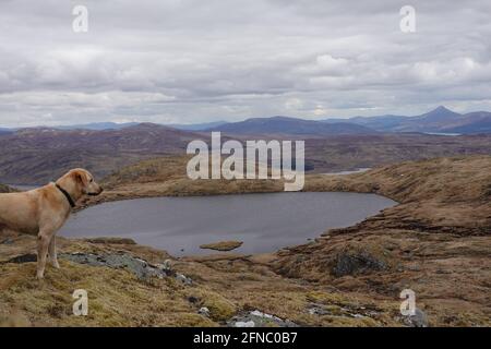 Yellow labrador Retriever blickt über Lochan Meoigeach, Beinn Pharlagain, in Richtung Schiehallion, Scottish Highlands, Vereinigtes Königreich Stockfoto