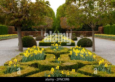 Kanada, Ontario, Niagarafälle, School of Horticulture. Mediterraner Parterre-Garten, im Frühjahr mit Narzissen bepflanzt. Stockfoto