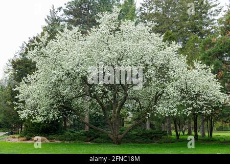 Kanada, Niagara Falls, School of Horticulture, ein weißer Krabbenapfel in der Frühlingsblüte. Stockfoto