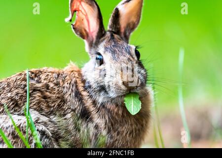 Nahaufnahme eines New England Cottontail Hasen, der auf einem Blatt knabberte, mit Blick auf die Kamera Stockfoto