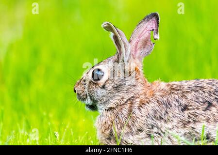 Nahaufnahme eines Hasen, der im Hof sitzt und von der Kamera wegblickt. Stockfoto