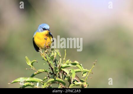 Tropischer Parula (Setophaga pitiayumi) Auf einem grünen Zweig unter einem grünlichen thront Hintergrund Stockfoto