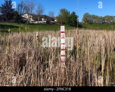 Messstab für die Wassertiefe in einem Wasserenteich in London, Ontario, Kanada. Umgeben von Rohrkolben. Hochwasserschutzmaßnahme. Stockfoto