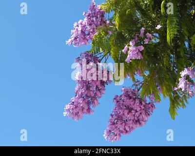 Lila Blüten eines Jacaranda-Baumes vor blauem Hintergrund Himmel Stockfoto