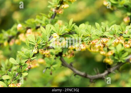 Japanischer Berberberis Grüner Teppich Berberis thunbergii Grüner Teppich Blume Blüht aus nächster Nähe Stockfoto