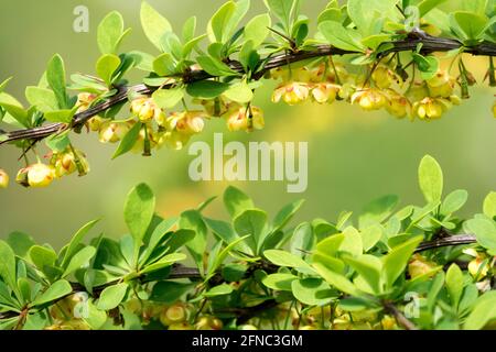 Japanischer Berberberis Grüner Teppich Berberis thunbergii Grüner Teppich Blume Blüht aus nächster Nähe Stockfoto