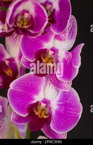 Violette und weiße Orchidee (Phalaenopsis), blühend mit schwarzem Hintergrund, aus der Nähe Stockfoto