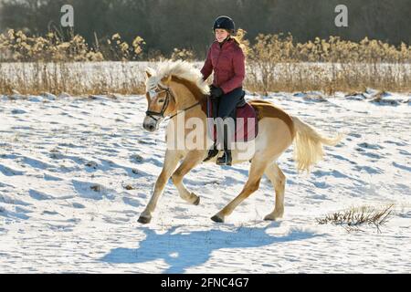 Hacking out im Winter auf der Rückseite eines geclippten Haflinger Pferd Stockfoto
