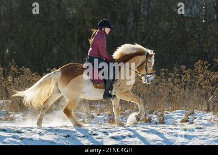 Hacking out im Winter auf der Rückseite eines geclippten Haflinger Pferd Stockfoto