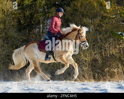 Hacking out im Winter auf der Rückseite eines geclippten Haflinger Pferd Stockfoto
