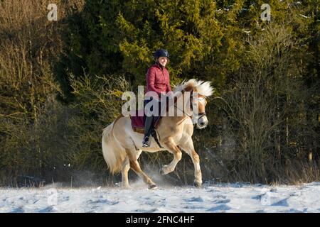 Hacking out im Winter auf der Rückseite eines geclippten Haflinger Pferd Stockfoto
