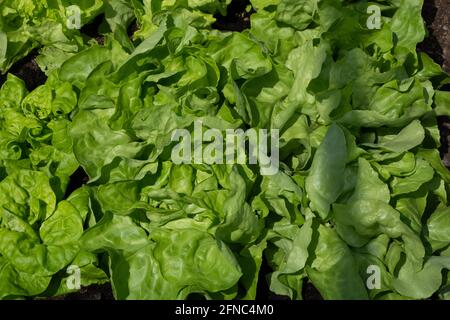 Grüne Bio-Lactuca sativa wächst im Gewächshaus in deutschland Stockfoto