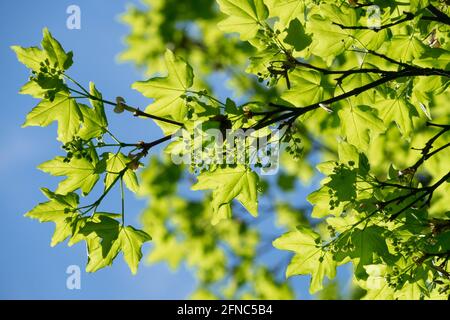 Ahornwälder Ahornwälder Acer Campestre lässt den Frühling hinter sich Stockfoto