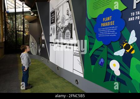 Jeremy Simmons, Aquarianer des ZSL London Zoo, pflanzt heute Morgen (Sonntag, 16. Mai) Korallen, die aus dem illegalen Wildtierhandel gerettet wurden, in einen neuen sieben Meter langen Rifftank – vor der Vorstellung der neuen Ausstellung Tiny Giants: From Miniveasts to Coral Reefs. Die Bilder hinter den Kulissen zeigen, wie die erfahrenen Aquarianer und Tierpfleger des Zoos die letzten Vorbereitungen treffen, um morgen (Montag, 17. Mai) zum ersten Mal die Türen von Tiny Giants zu öffnen – im Einklang mit dem Fahrplan der Regierung zur Lockerung der Beschränkungen. Stockfoto