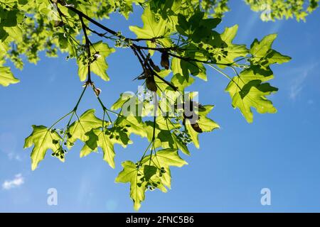 Feld Ahorn Blätter Acer campestre Laub Frühling Stockfoto