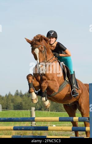 Reiter auf dem Rücken eines bayerischen Horse Jumping Stockfoto