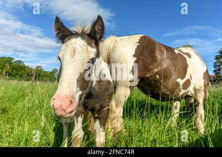 Irisches Federpferd auf einer Weide im Frühjahr. Stockfoto