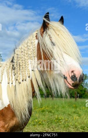 Irisches Federpferd auf einer Weide im Frühjahr. Pferd mit Mähne in Zöpfen geflochten Stockfoto