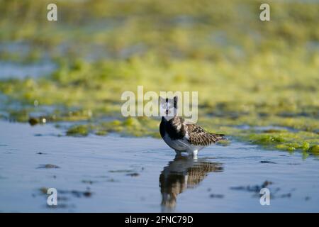 Vogel mit einem Katzenkopf, der in einem See steht Stockfoto