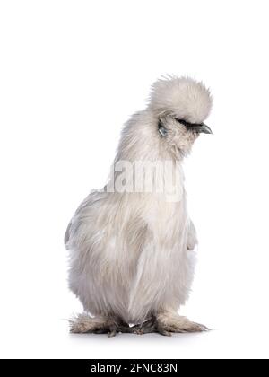 Süßes, flauschiges weißes bantam Silkie-Huhn, das nach vorne zeigt. Blick zur Seite. Isoliert auf weißem Hintergrund. Stockfoto