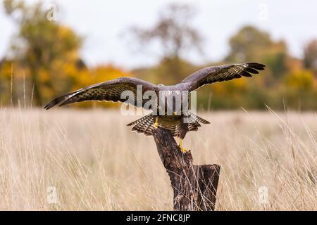 Ein wilder Bussard, der auf einem alten Baumzweig in den ländlichen Flügeln stand, breitete sich aus. Der Bussard ist ein Raubvögel der Familie Hawk and Eagle. Stockfoto
